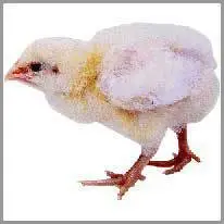 chick