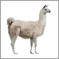 llama