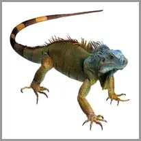 a iguana