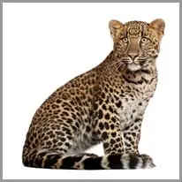 el lleopard