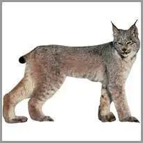 la lince