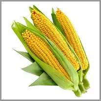 jagung