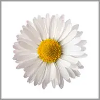 marguerite