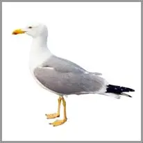 da seagull