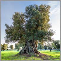 der Olivenbaum, “e