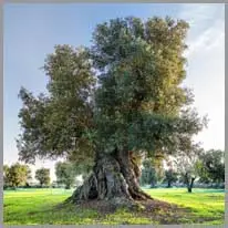 olive tree