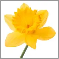 daffodil