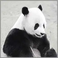 il panda