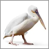 pelican