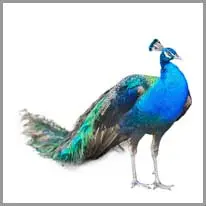 peacock