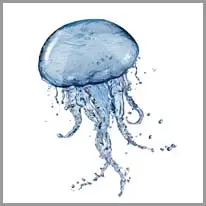 jellyfish