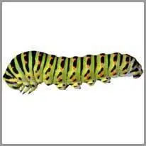 Caterpillar