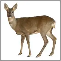 deer