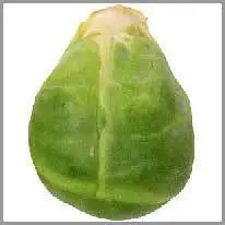 Brussels sprout