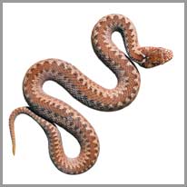 օձ