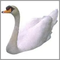 o cisne