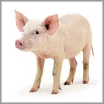 pig