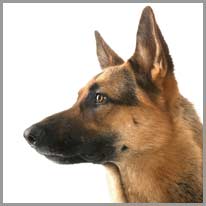 anjing German shepherd