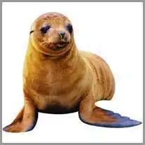 seal