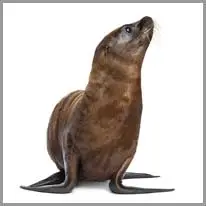 sea lion