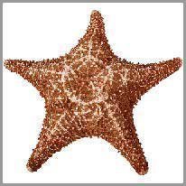 la estrella de mar
