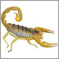 skorpionas