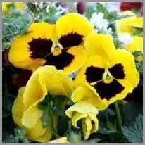 pansy