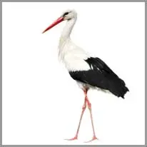 stork