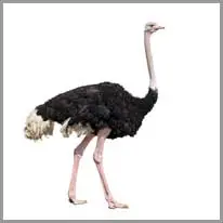 ostrich