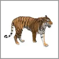 tiger