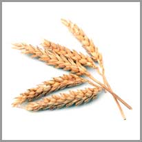 小麦
