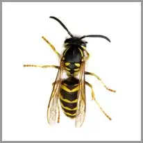 wasp