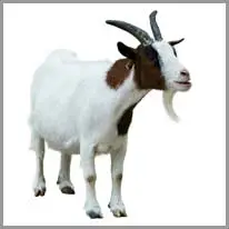 kambing