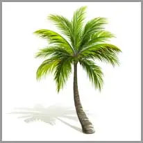 palm tree