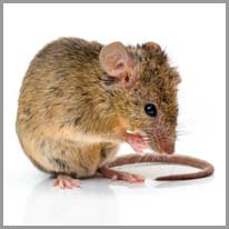 el ratón