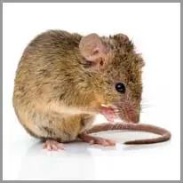 tikus